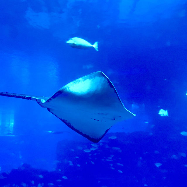 新加坡夢幻海底餐廳「Ocean Restaurant 」🐠