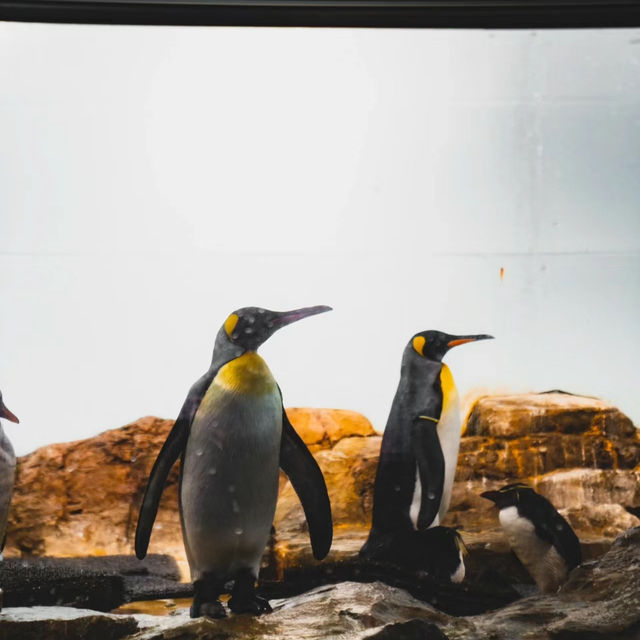 吉隆坡城中城水族館：海洋奇境，獨一無二的體驗