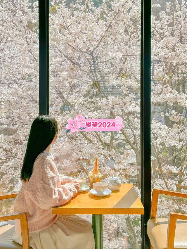 치즈빙수, 아니 실시간 청주 벚꽃 맛집🧀🌸