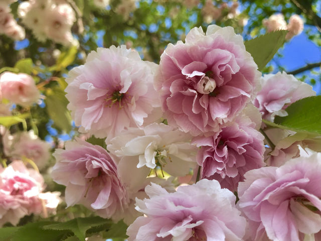 The best spots to see cherry blossom.