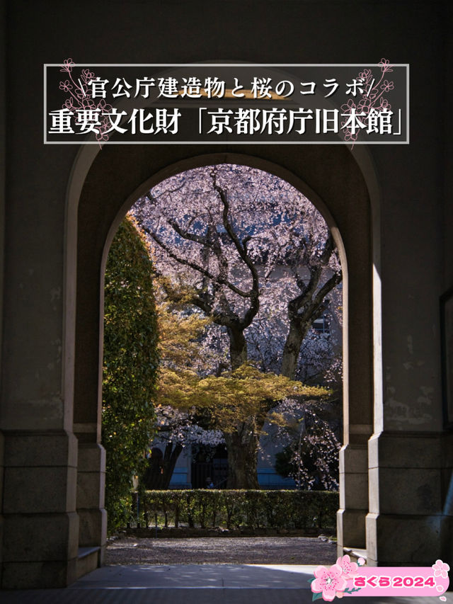 【京都×桜】ホントは教えたくない🙅日本最古の官公庁建造物と中庭の桜🌸