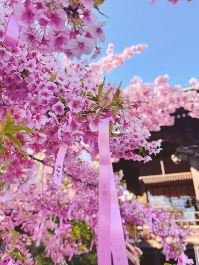 Sakura Jingū Shrine 🌸🌸