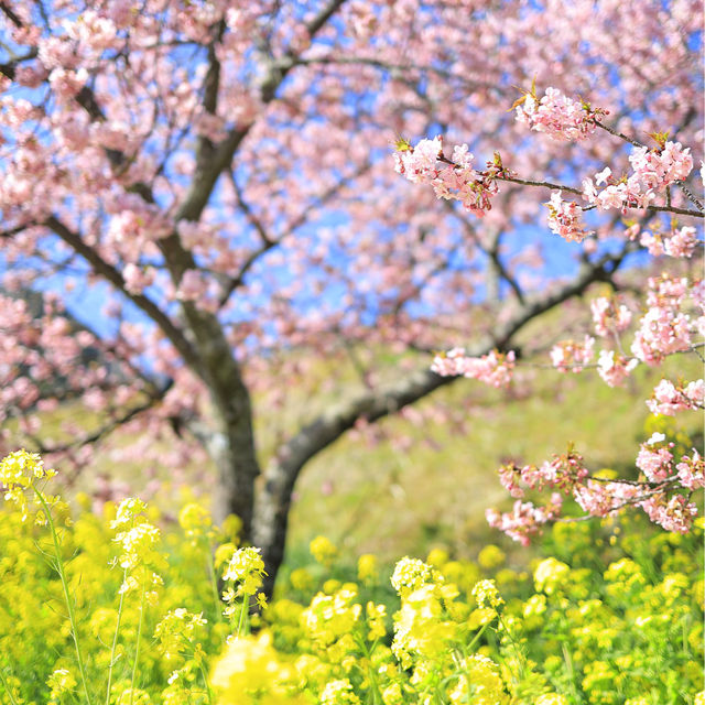 【春を探しに】河津桜を見に行こう！