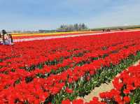 Wooden Shoe Tulip Farm