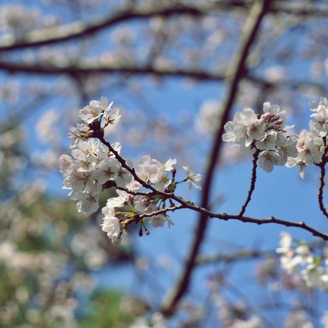🌸 비밀의 벚꽃 길, 오라골프장입구에서의 봄날 산책