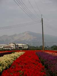 Flowers All Year Round