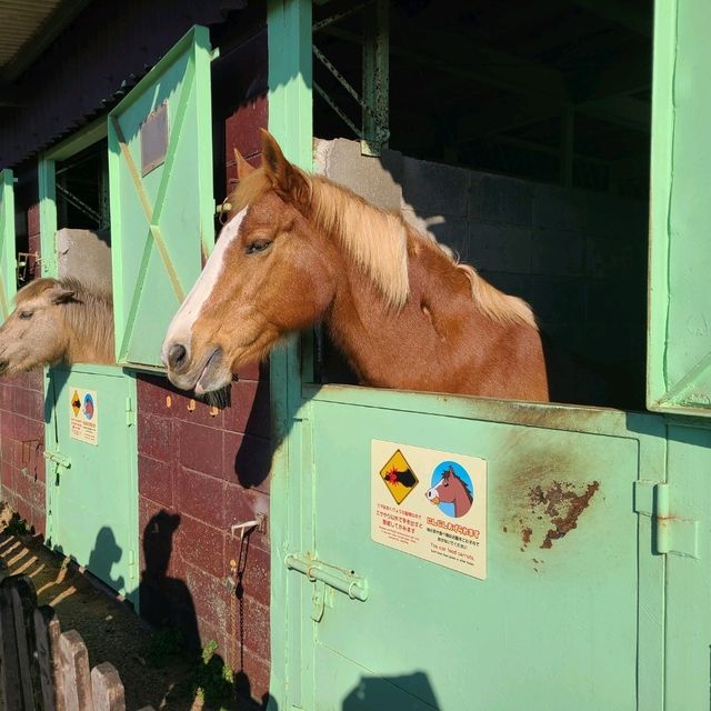 自然と動物と触れ合えるスポット
