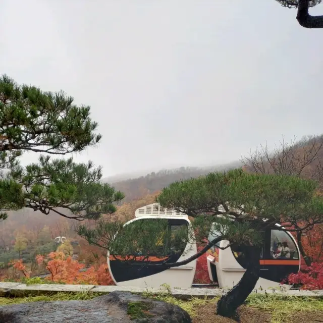 South Korea's Premier Forest "Hwadam Forest".