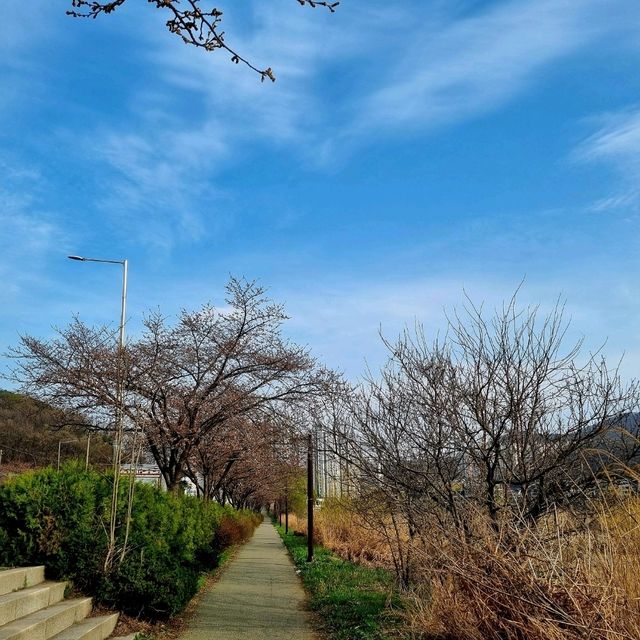 벚꽃터널에서 인생샷 건지고 싶다면 물왕호수로 오세요