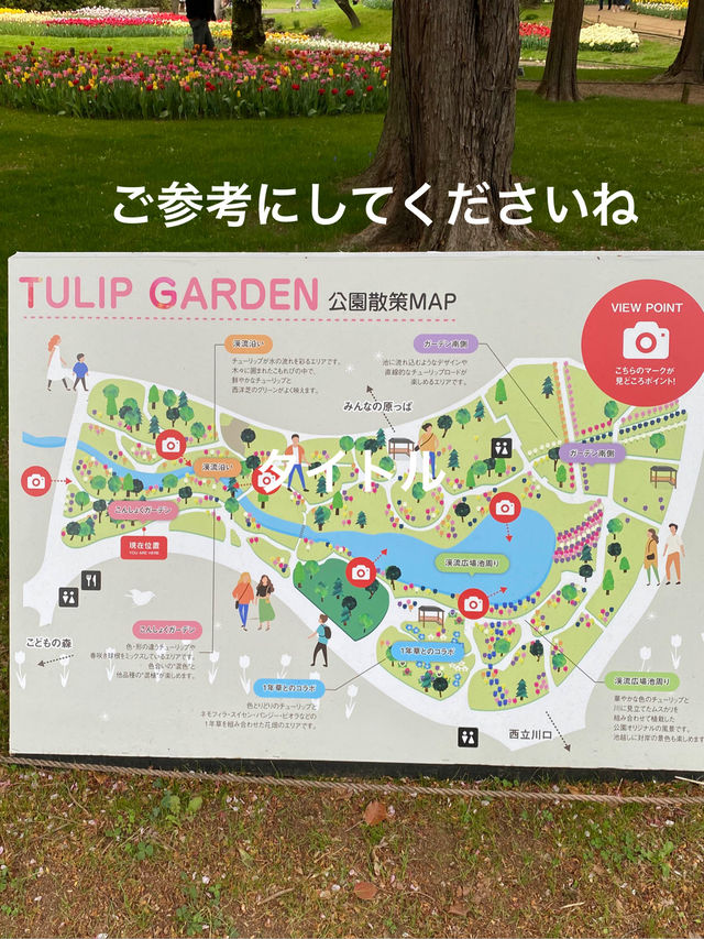 【立川】昭和記念公園の桜とチューリップは、絶対に見てほしい
