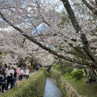 京都 哲學之道