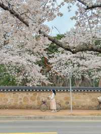 경주에 간다면 꼭 자전거 여행 해주세요🌸💖