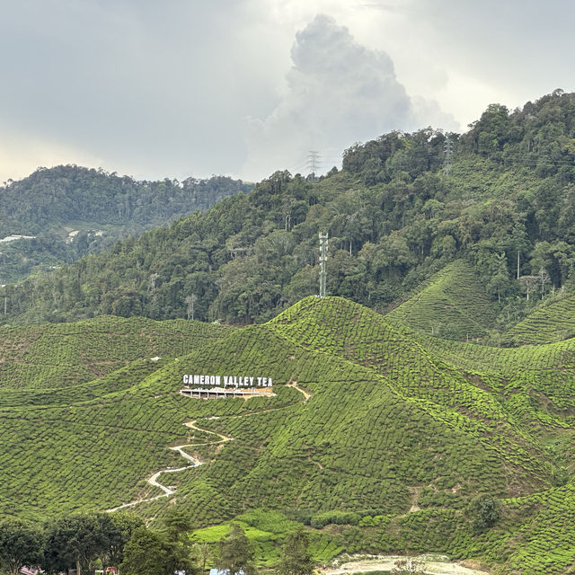 Cameron Highlands 