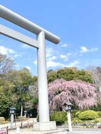 【櫻木神社/千葉県】桜最盛期の桜の代表的神社