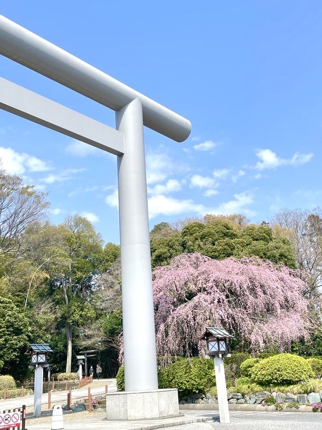 【櫻木神社/千葉県】桜最盛期の桜の代表的神社