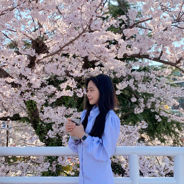 진짜,, 나만 알고 싶었던 통영 벚꽃명소🌸