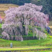 又兵衛桜