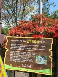 제1회 서부해당화 봄꽃축제🌸