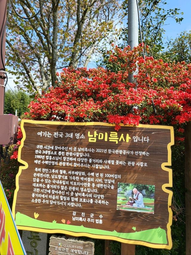 제1회 서부해당화 봄꽃축제🌸