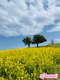 【兵庫県】あわじ花さじきで春のお花畑を愛でよう！