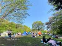 Mitsuike Park 1ใน100จุดชมซากุระที่ดีที่สุดญี่ปุ่น