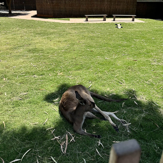 Fun time at Melbourne Zoo