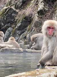 Jigokudani Monkey Park in Yamanouchi