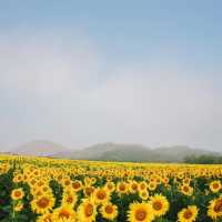 ทุ่งทานตะวันกว่า 100 ไร่สวนดอกไม้ที่ไทยก็สวยนะ