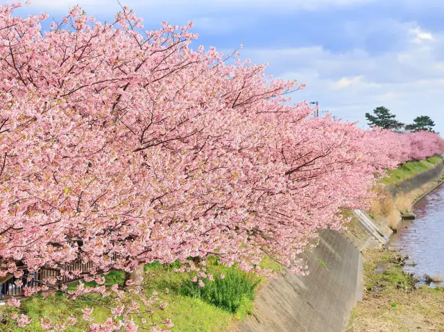 Kawazu Cherry Blossom Viewing on the Izu Peninsula.
