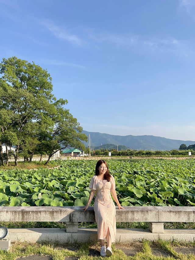 푸르름에 힐링할 수 있는 청도 여행💫