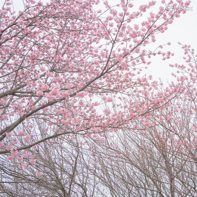 紫雲出山，拍攝絕佳