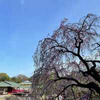 「山形十五軒公園：浪漫櫻花林，市民遺產」