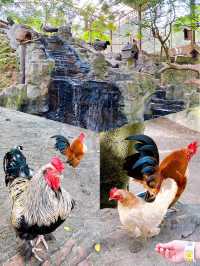 Feeding Animals in the Bentong Farm