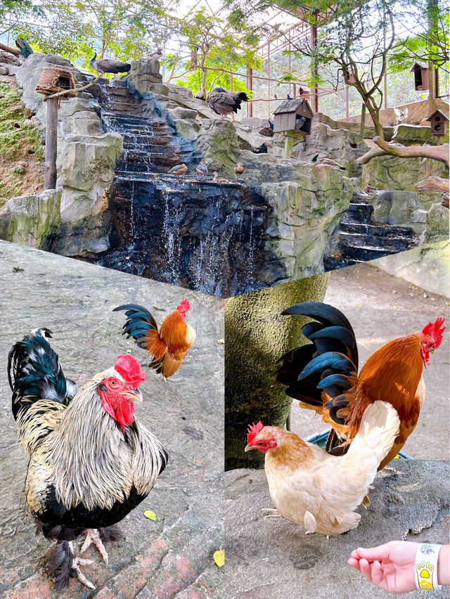 Feeding Animals in the Bentong Farm