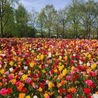 One day trip to Keukenhof ฉบับไปคนเดียว