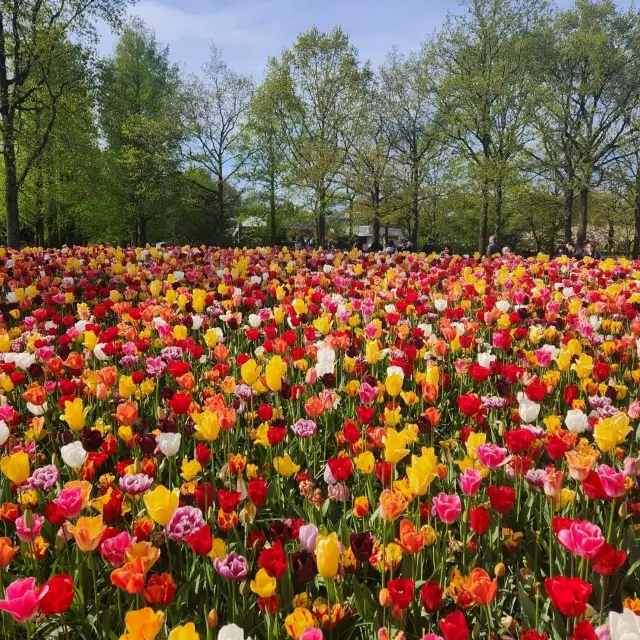 One day trip to Keukenhof for solo travelers.