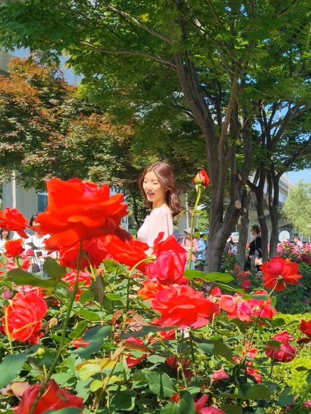 이번주가 마지막 기회! 서울 중랑천 장미축제🌹