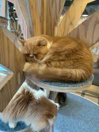 【東京】猫好き集まれ～!!かわいい猫カフェで癒されたい🤍