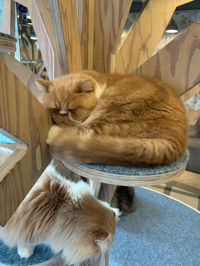 【東京】猫好き集まれ～!!かわいい猫カフェで癒されたい🤍
