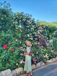 지리산과 장미 콜라보가 아름다운 하동카페🌹🌿