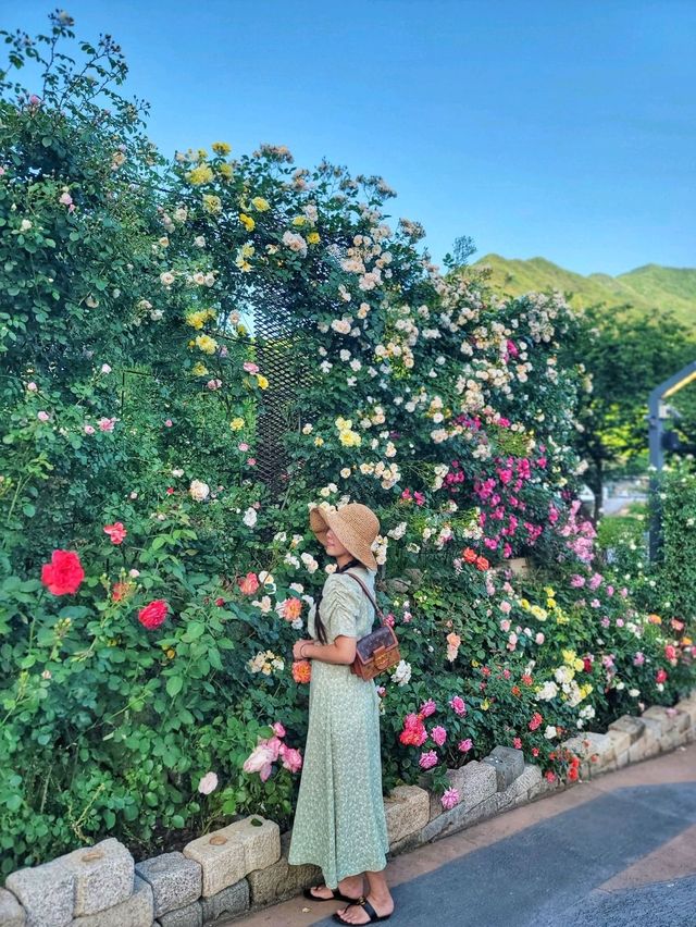 지리산과 장미 콜라보가 아름다운 하동카페🌹🌿