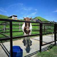 熊本必去🛤️阿蘇米塚🏔️