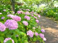 國營讚岐滿濃公園賞花