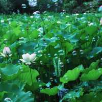 【高雄】澄清湖～荷花夢幻景緻～園林藝術之美