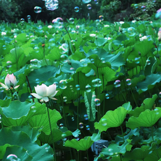【高雄】澄清湖～荷花夢幻景緻～園林藝術之美