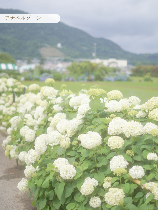 【 神奈川 / 開成町 】田園風景が素敵なあじさいまつり