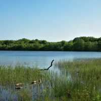 「Seaton Wetlands」：觀鳥天堂