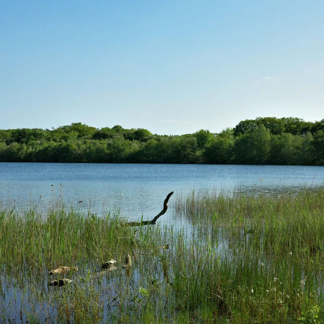 「Seaton Wetlands」：觀鳥天堂