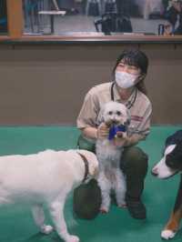 日本｜ 神戶動物王國 近距離接觸水豚君～
