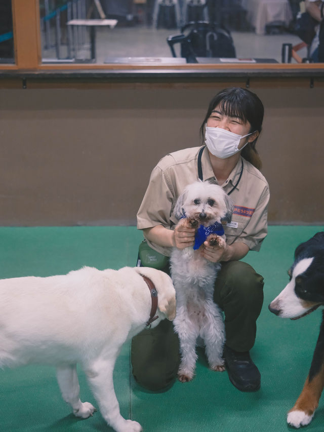 日本｜ 神戶動物王國 近距離接觸水豚君～